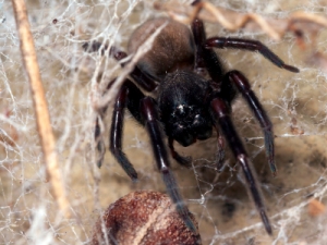 Black House Spider